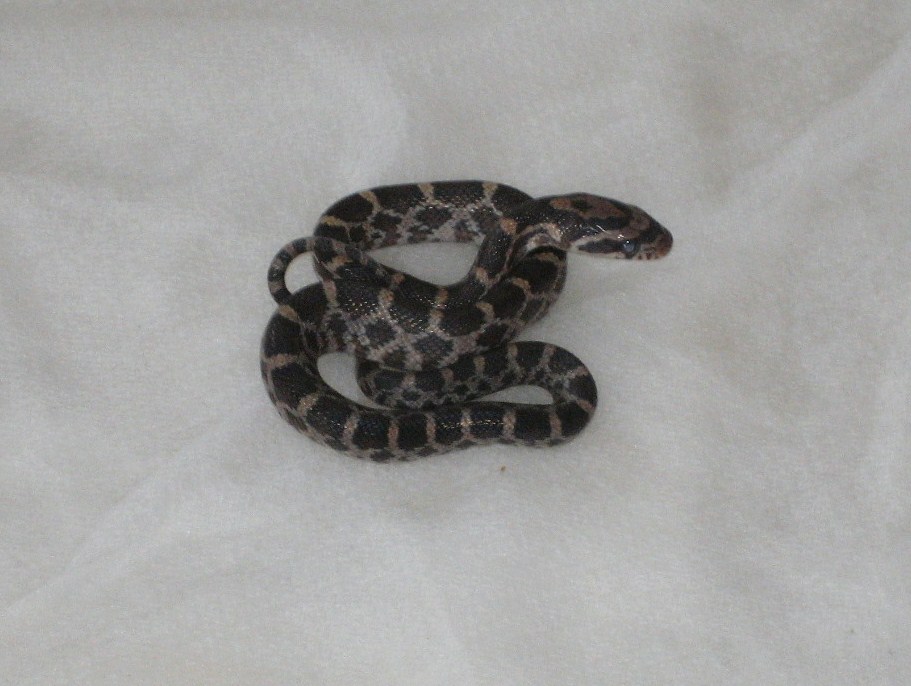 mystery snakes