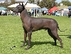 Aust Ch Wanhan Wuoren Lumottu Aika (Imp Fin)