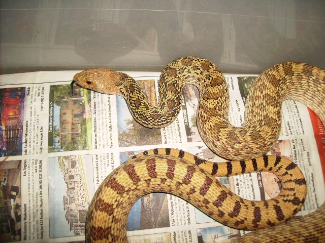 Help..Is this a yellow bull or light sonoran??