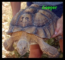 Cooper