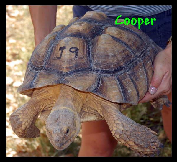 Cooper