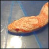 head2