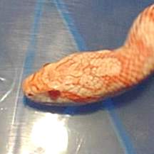 head2