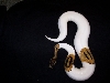 My1000G Female Pied