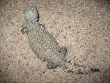 uromastyx