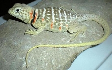 **Gravid Baja collared lizard**