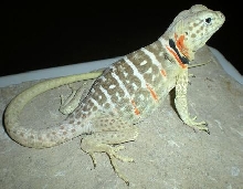 **Gravid Baja collared lizard**