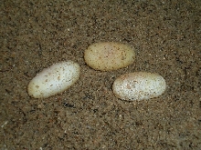 Crotaphytus Vestigium eggs