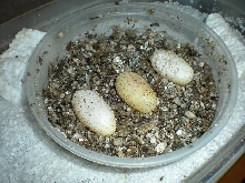 Crotaphytus Vestigium eggs in incubation cup