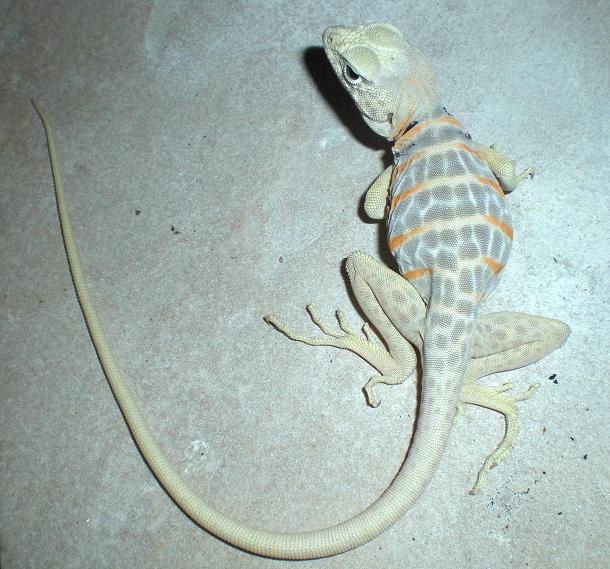 Hold back Baja collared lizard