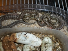 captive bred 2008 Santa Rita Triaspis