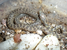 captive bred 2008 Santa Rita Triaspis