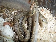 captive bred 2008 Santa Rita Triaspis