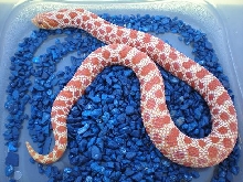 Extreme Red Albino Female Hognose