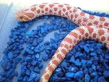 Extreme Red Albino Female Hognose