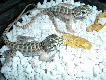 cb 2012 Leopard Lizards