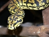 poss. new morelia graniet