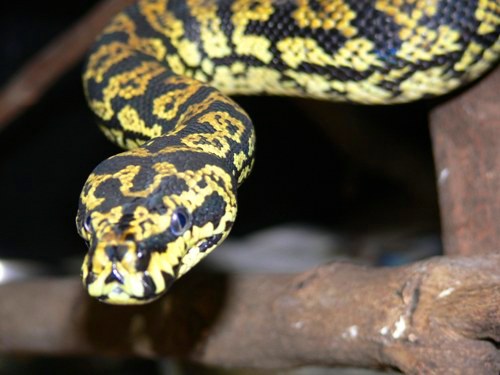 poss. new morelia graniet
