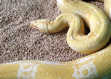 Albino Brainscharp