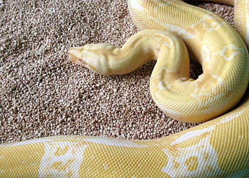Albino Brainscharp