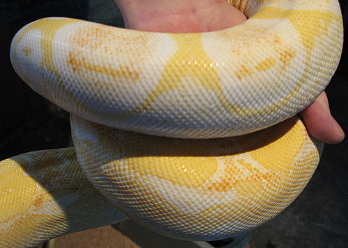 Albino Brain sharp