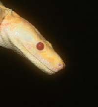 red eyes albino