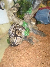 Full body normal ball