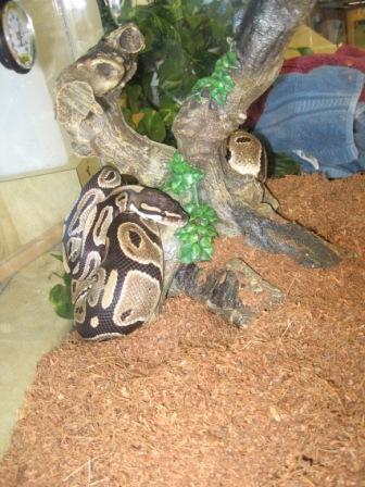 Full body normal ball