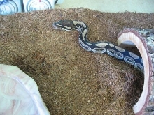 Rafiki coming out of log