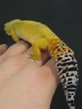 Back Gecko