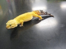 Side of Gecko