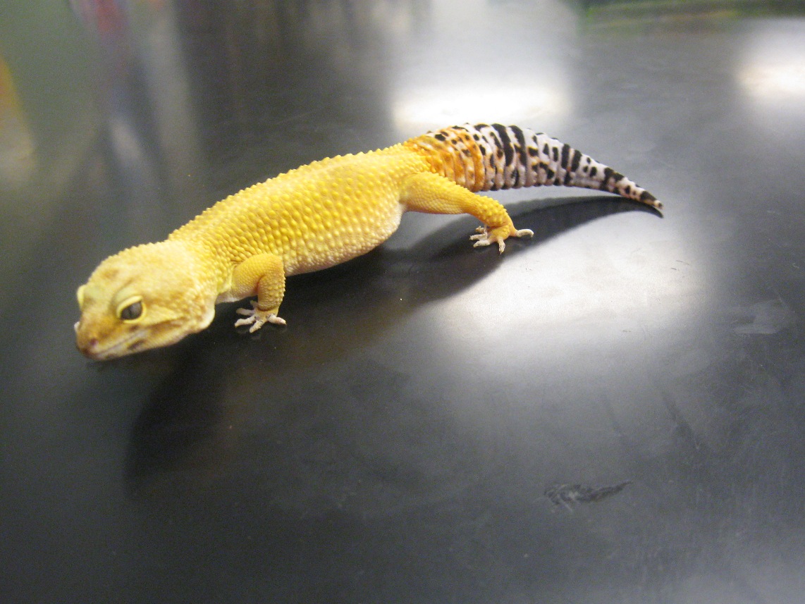 Side of Gecko