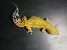 Top of Gecko