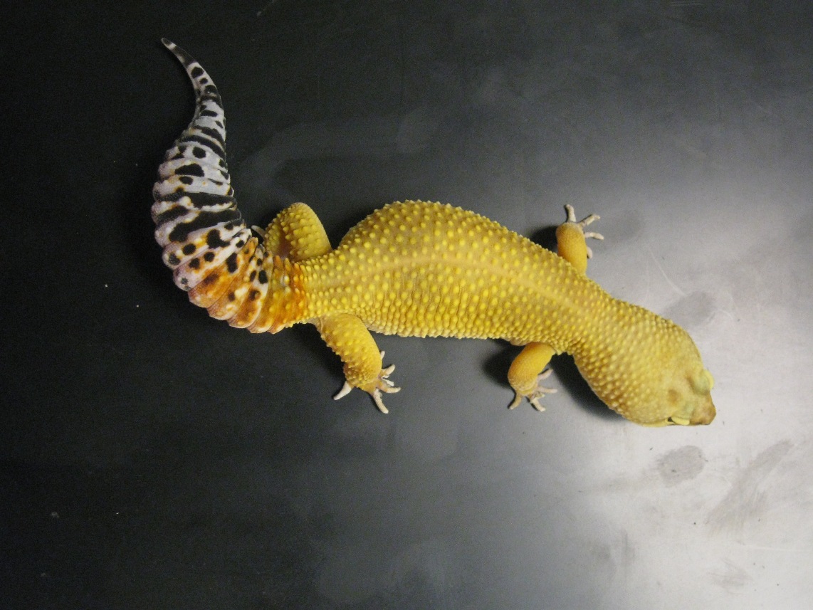 Top of Gecko