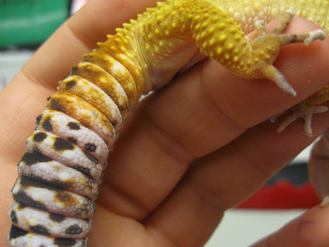 Gecko Vent 1