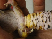 Gecko Vent 2