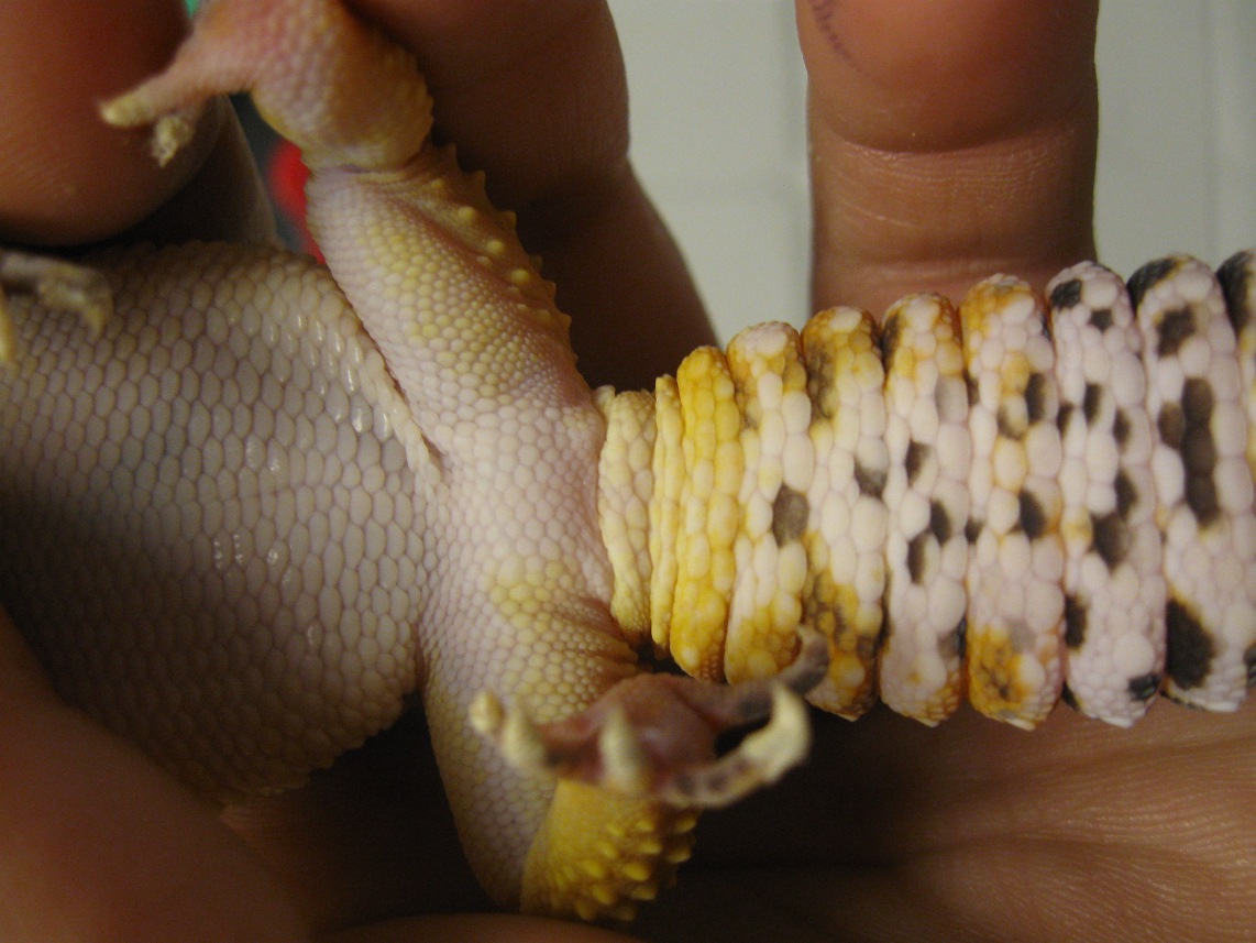 Gecko Vent 2