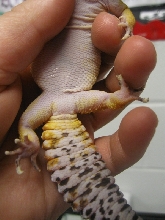 Gecko Vent 4