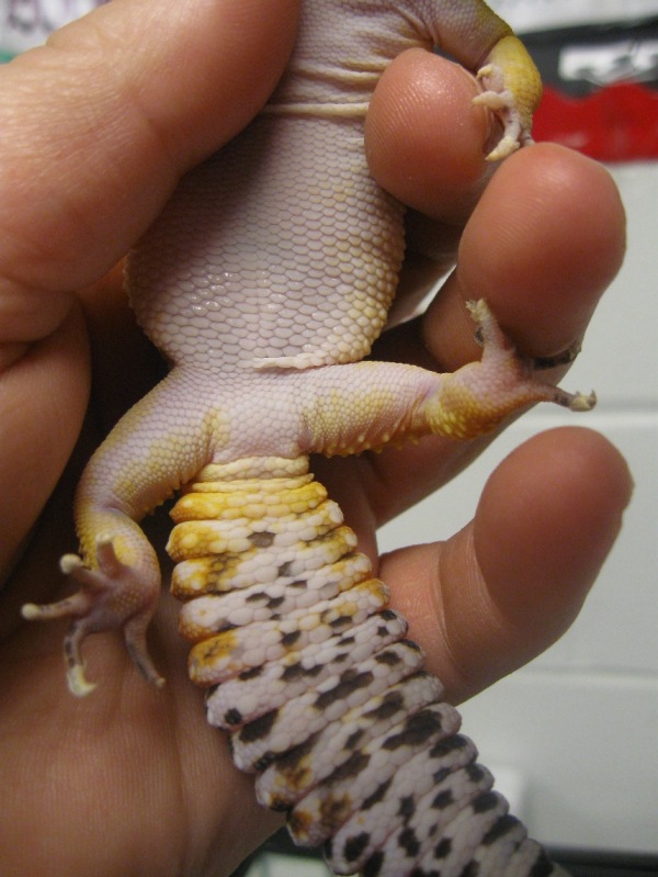 Gecko Vent 4