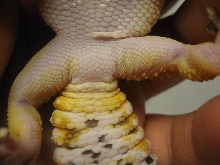 Gecko Vent 3