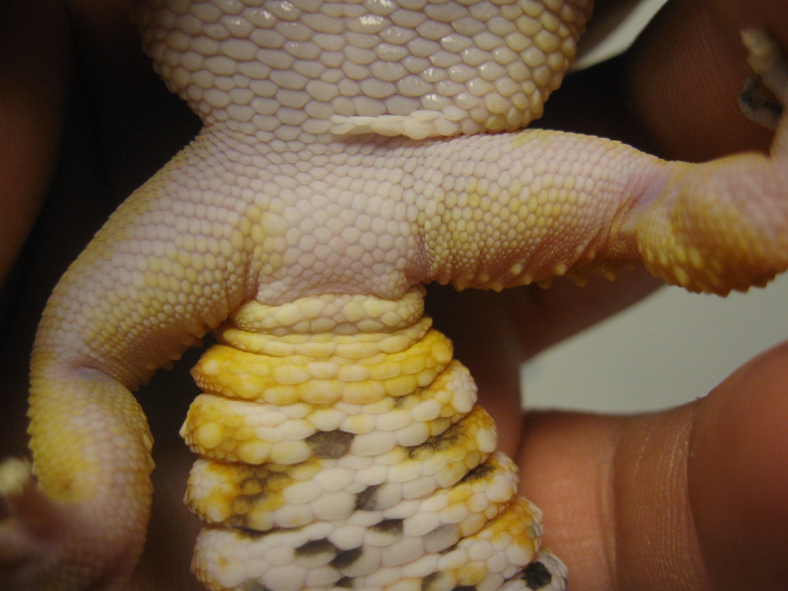 Gecko Vent 3