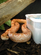 Pet
