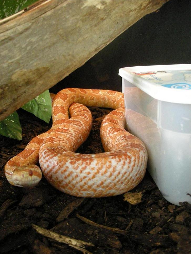 Pet