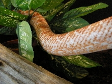 NN1