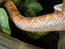 NN2