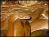 House Snakes