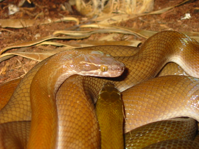 House Snakes