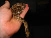 Hydrodynastes