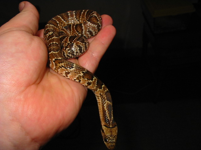 Hydrodynastes