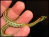 Leopard Rat